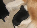 Mum Chloe with her pups