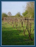 The vines April 08